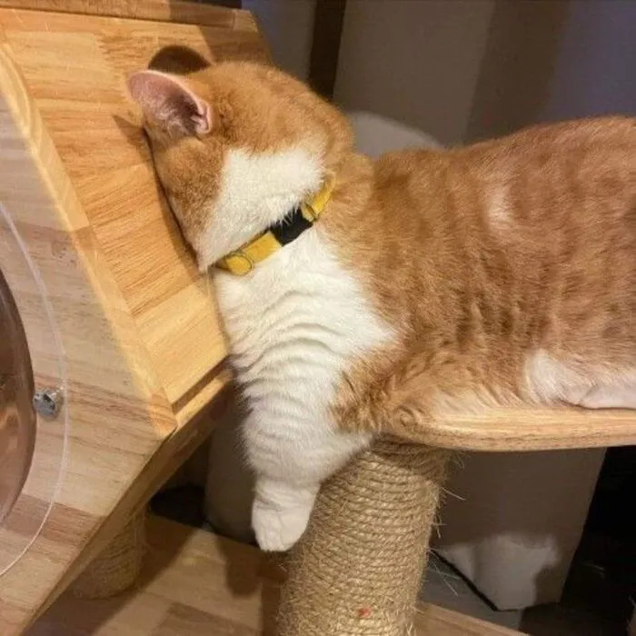 Thư giãn với 123+ meme mèo hài hước nhất mọi thời đại Thư giãn với 123+ meme mèo hài hước nhất mọi thời đại