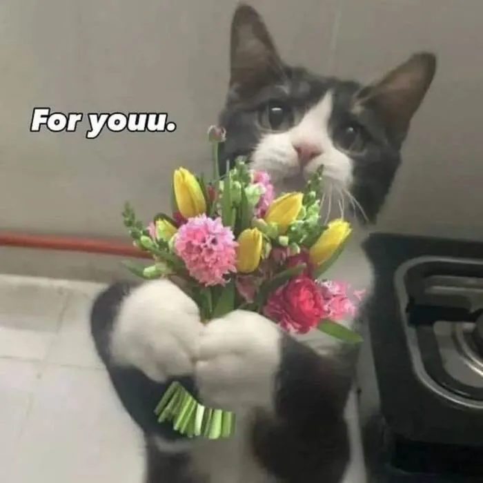 108+ meme mèo tặng hoa đáng yêu khiến bạn 108+ meme mèo tặng hoa đáng yêu khiến bạn