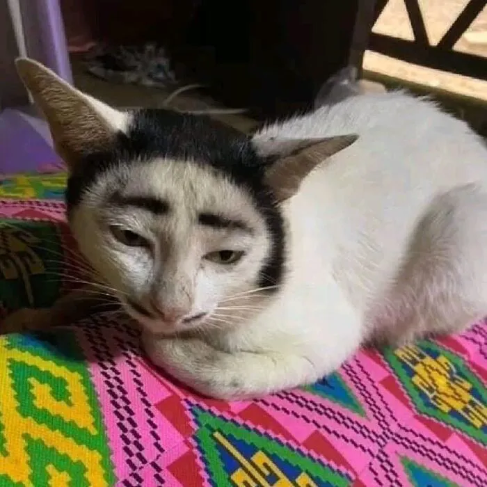 Thư giãn với 123+ meme mèo hài hước nhất mọi thời đại Thư giãn với 123+ meme mèo hài hước nhất mọi thời đại