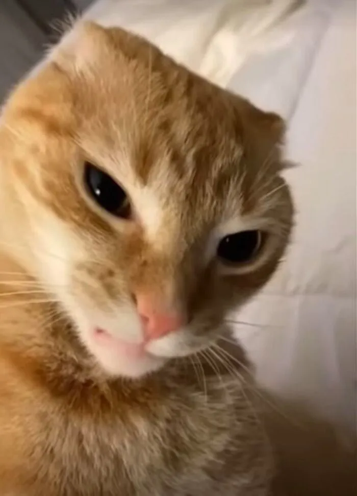 Thư giãn với 123+ meme mèo hài hước nhất mọi thời đại Thư giãn với 123+ meme mèo hài hước nhất mọi thời đại