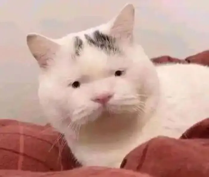 Thư giãn với 123+ meme mèo hài hước nhất mọi thời đại Thư giãn với 123+ meme mèo hài hước nhất mọi thời đại