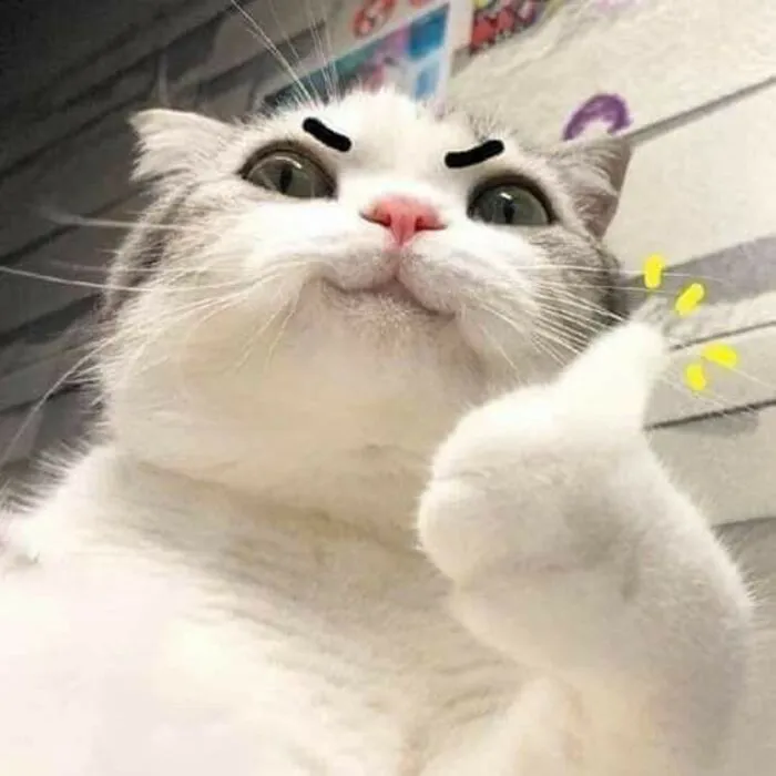 Tổng hợp 238+ meme mèo like cực đỉnh khiến bạn cười xỉu