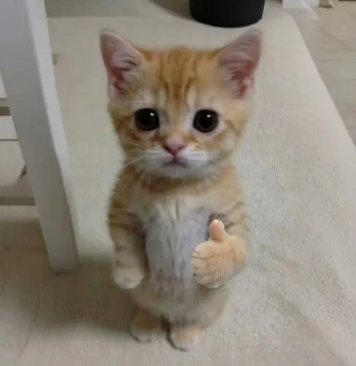 Tổng hợp 238+ meme mèo like cực đỉnh khiến bạn cười xỉu