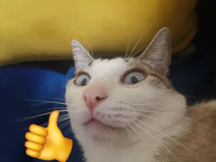 Tổng hợp 238+ meme mèo like cực đỉnh khiến bạn cười xỉu