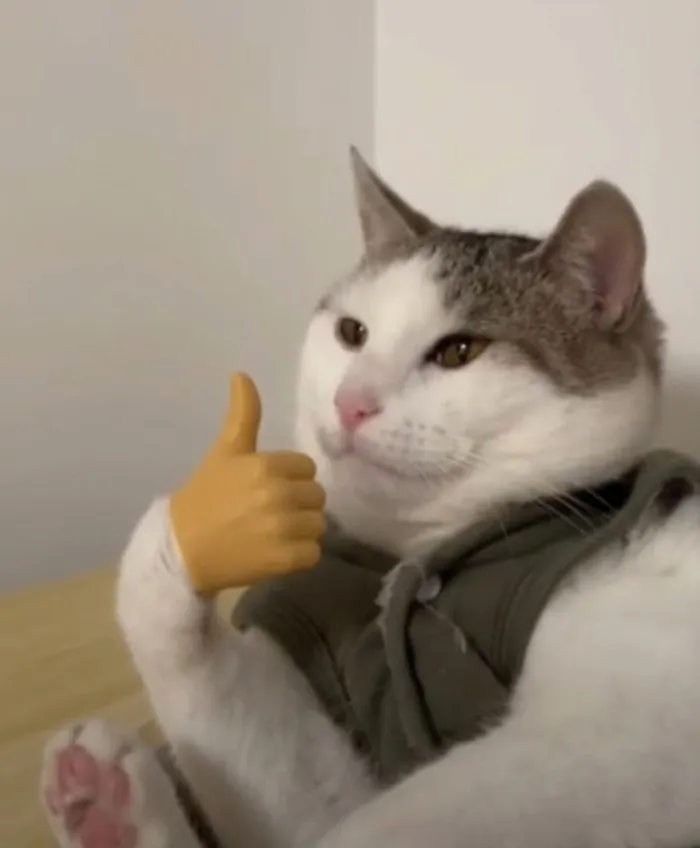 Tổng hợp 238+ meme mèo like cực đỉnh khiến bạn cười xỉu