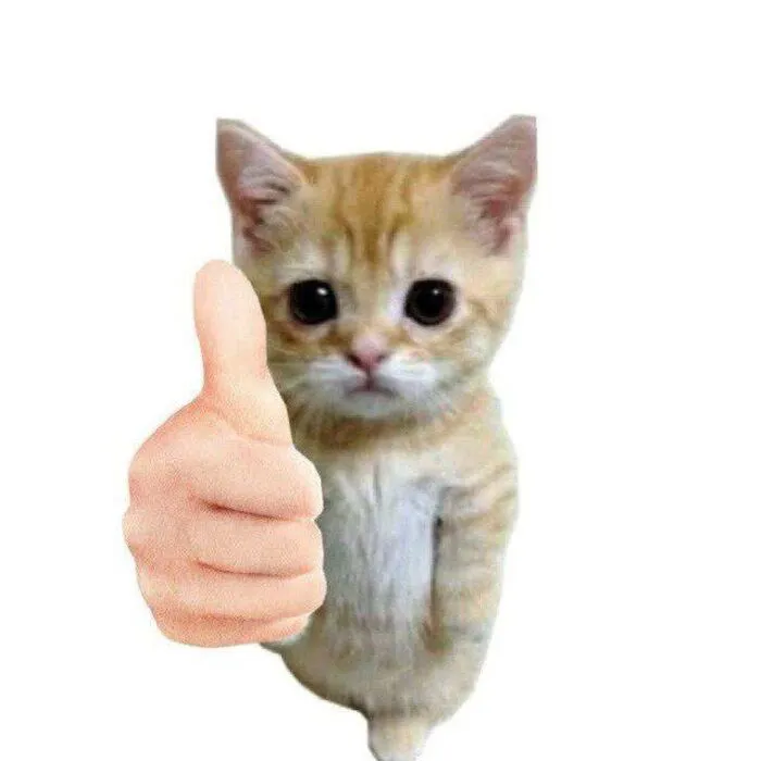 Tổng hợp 238+ meme mèo like cực đỉnh khiến bạn cười xỉu