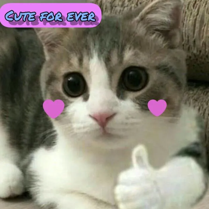 Tổng hợp 238+ meme mèo like cực đỉnh khiến bạn cười xỉu