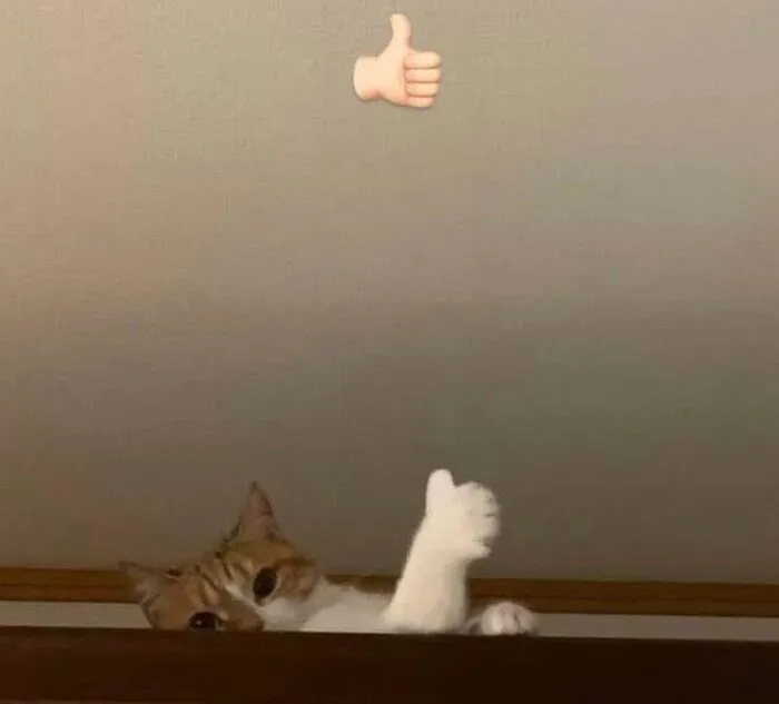 Tổng hợp 238+ meme mèo like cực đỉnh khiến bạn cười xỉu