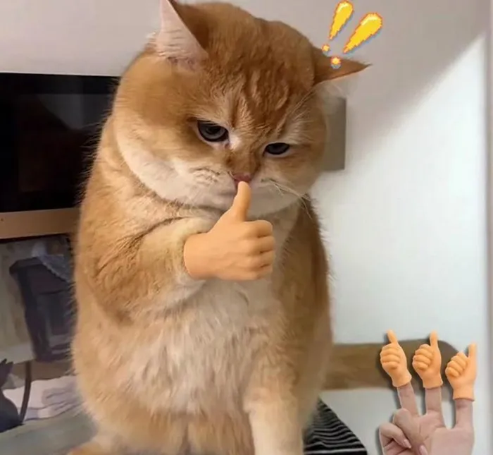 Tổng hợp 238+ meme mèo like cực đỉnh khiến bạn cười xỉu