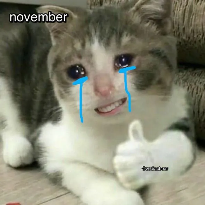 Tổng hợp 238+ meme mèo like cực đỉnh khiến bạn cười xỉu