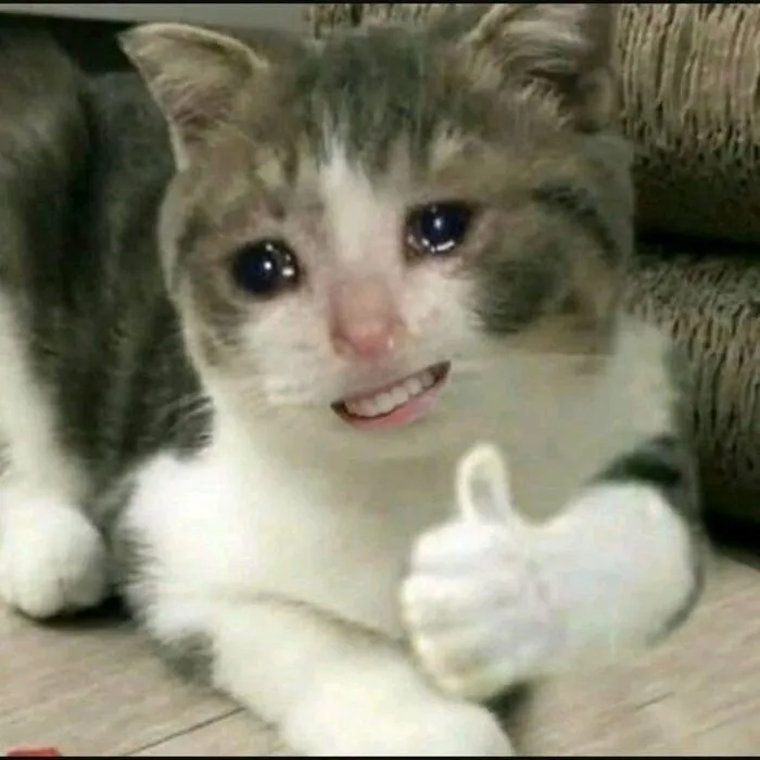 Tổng hợp 238+ meme mèo like cực đỉnh khiến bạn cười xỉu