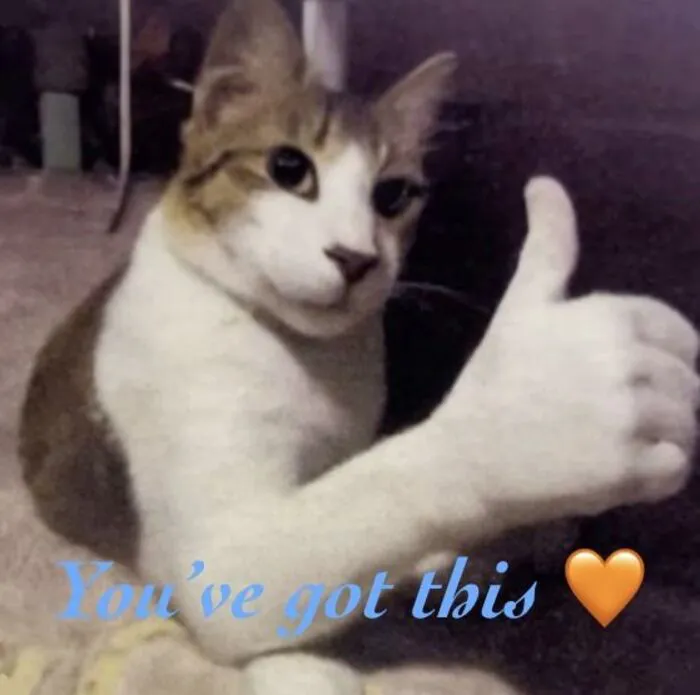 Tổng hợp 238+ meme mèo like cực đỉnh khiến bạn cười xỉu