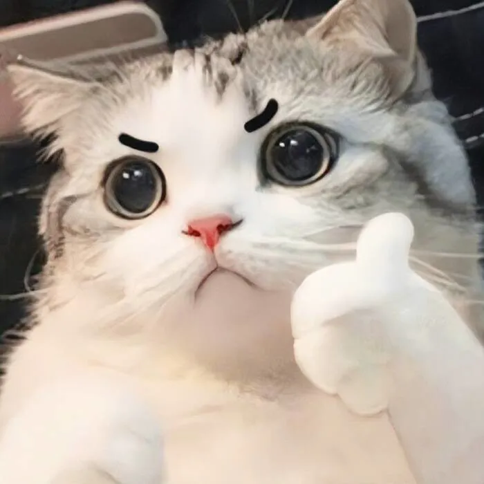 Tổng hợp 238+ meme mèo like cực đỉnh khiến bạn cười xỉu