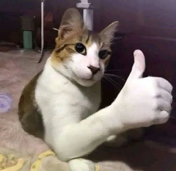 Tổng hợp 238+ meme mèo like cực đỉnh khiến bạn cười xỉu