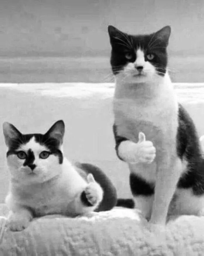 Tổng hợp 238+ meme mèo like cực đỉnh khiến bạn cười xỉu