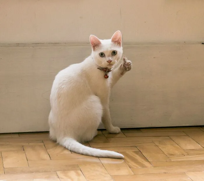 Tổng hợp 238+ meme mèo like cực đỉnh khiến bạn cười xỉu