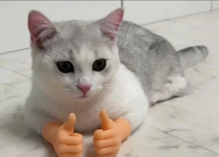 Tổng hợp 238+ meme mèo like cực đỉnh khiến bạn cười xỉu