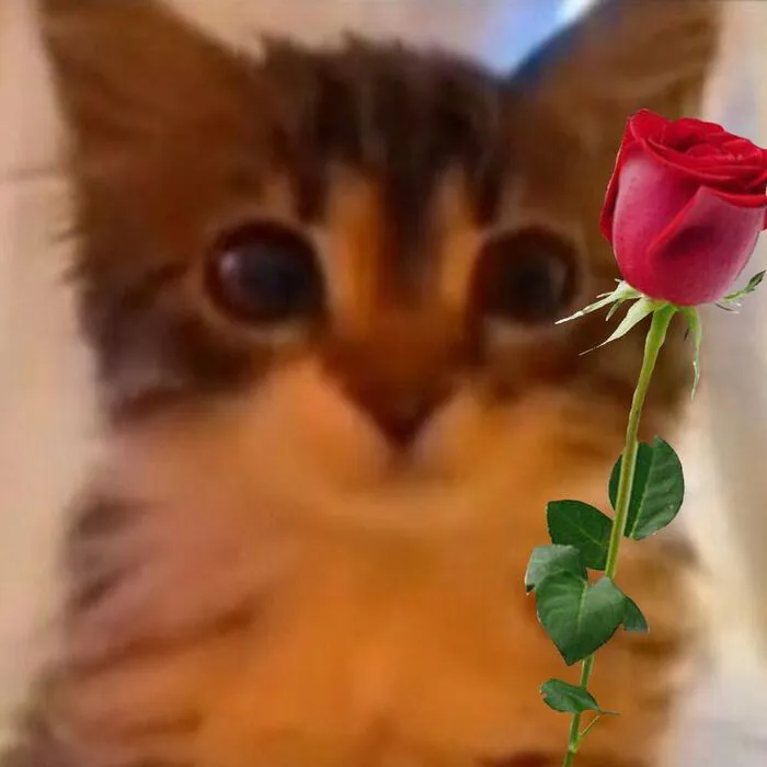 108+ meme mèo tặng hoa đáng yêu khiến bạn 108+ meme mèo tặng hoa đáng yêu khiến bạn