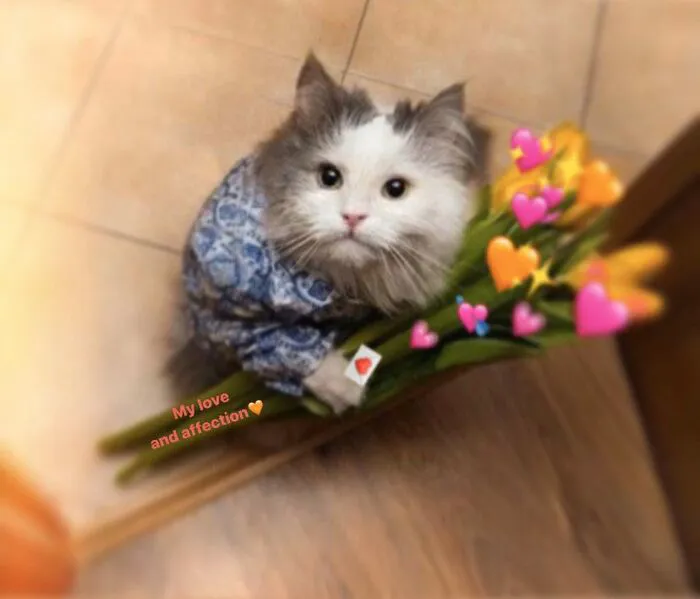 108+ meme mèo tặng hoa đáng yêu khiến bạn 108+ meme mèo tặng hoa đáng yêu khiến bạn