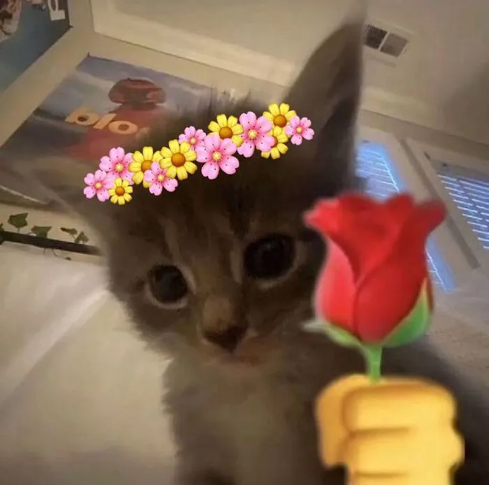 108+ meme mèo tặng hoa đáng yêu khiến bạn 108+ meme mèo tặng hoa đáng yêu khiến bạn