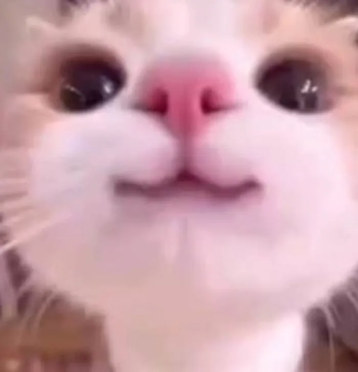 Thư giãn với 123+ meme mèo hài hước nhất mọi thời đại Thư giãn với 123+ meme mèo hài hước nhất mọi thời đại