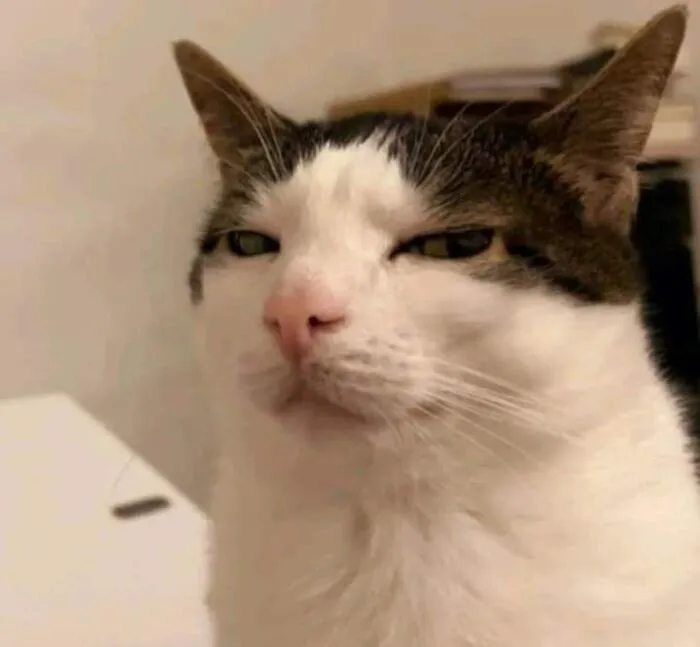 Thư giãn với 123+ meme mèo hài hước nhất mọi thời đại Thư giãn với 123+ meme mèo hài hước nhất mọi thời đại