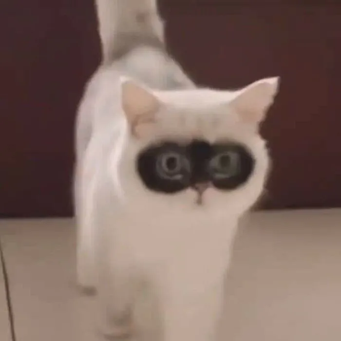 Thư giãn với 123+ meme mèo hài hước nhất mọi thời đại Thư giãn với 123+ meme mèo hài hước nhất mọi thời đại