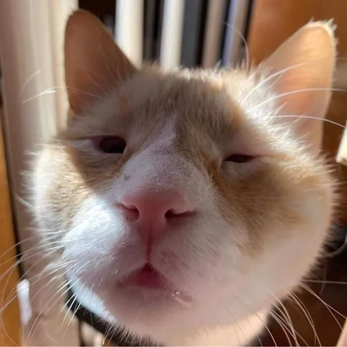 Thư giãn với 123+ meme mèo hài hước nhất mọi thời đại Thư giãn với 123+ meme mèo hài hước nhất mọi thời đại