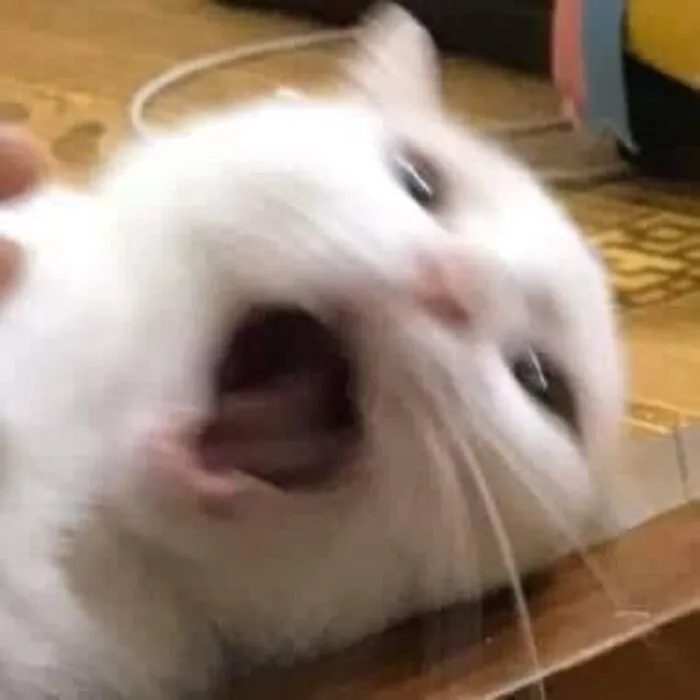 Thư giãn với 123+ meme mèo hài hước nhất mọi thời đại Thư giãn với 123+ meme mèo hài hước nhất mọi thời đại