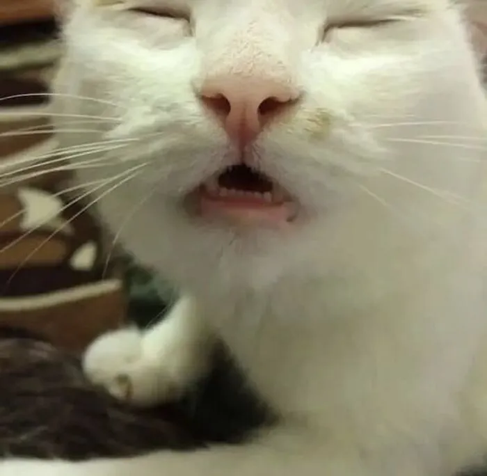 Thư giãn với 123+ meme mèo hài hước nhất mọi thời đại Thư giãn với 123+ meme mèo hài hước nhất mọi thời đại