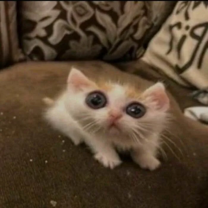 Thư giãn với 123+ meme mèo hài hước nhất mọi thời đại Thư giãn với 123+ meme mèo hài hước nhất mọi thời đại