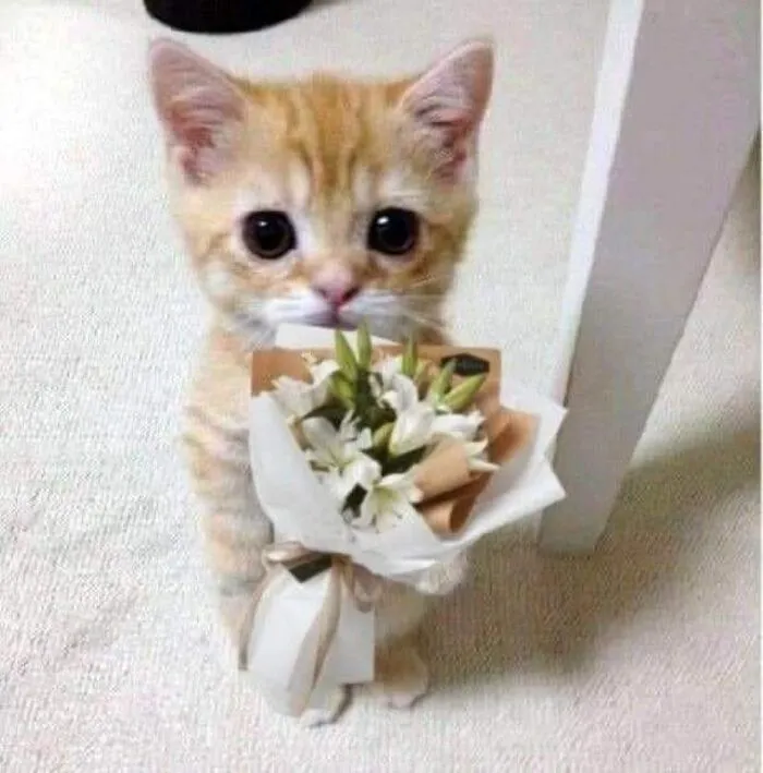 108+ meme mèo tặng hoa đáng yêu khiến bạn 108+ meme mèo tặng hoa đáng yêu khiến bạn