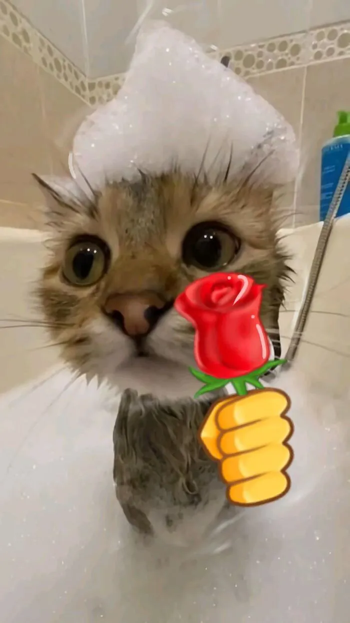 108+ meme mèo tặng hoa đáng yêu khiến bạn 108+ meme mèo tặng hoa đáng yêu khiến bạn