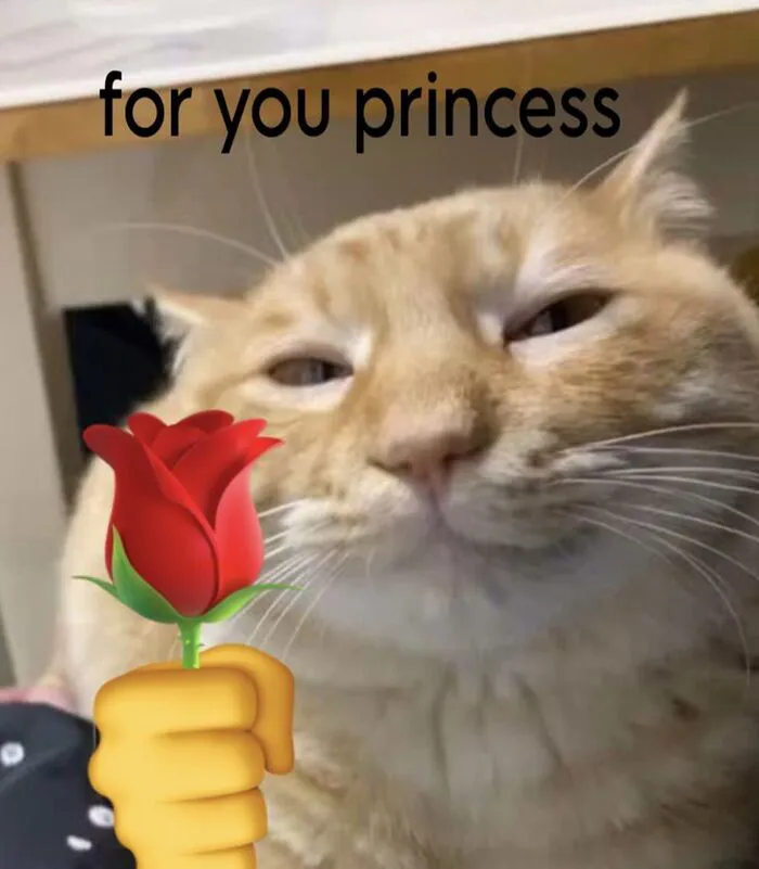 108+ meme mèo tặng hoa đáng yêu khiến bạn 108+ meme mèo tặng hoa đáng yêu khiến bạn