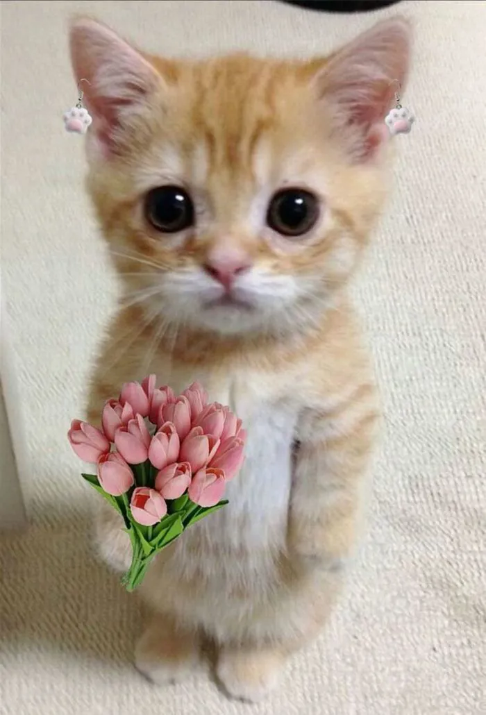 108+ meme mèo tặng hoa đáng yêu khiến bạn 108+ meme mèo tặng hoa đáng yêu khiến bạn
