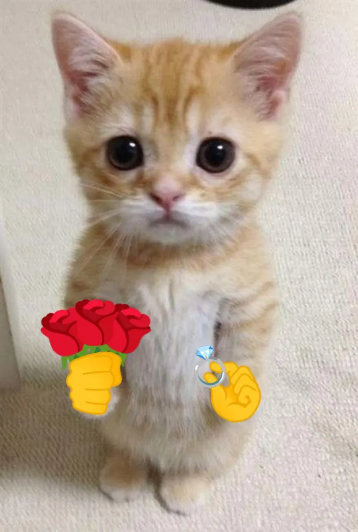 108+ meme mèo tặng hoa đáng yêu khiến bạn 108+ meme mèo tặng hoa đáng yêu khiến bạn