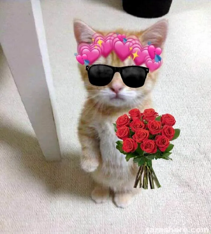 108+ meme mèo tặng hoa đáng yêu khiến bạn 108+ meme mèo tặng hoa đáng yêu khiến bạn