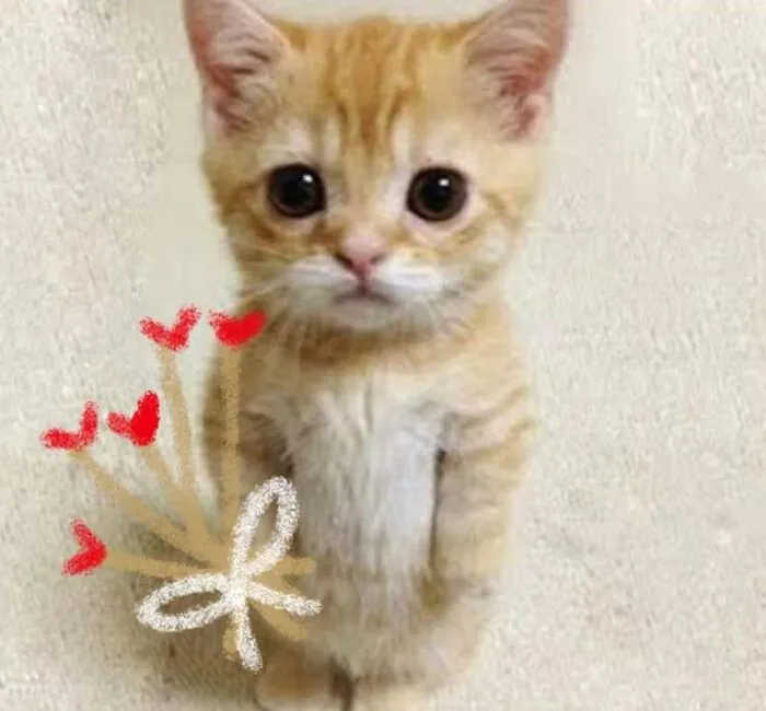 108+ meme mèo tặng hoa đáng yêu khiến bạn 108+ meme mèo tặng hoa đáng yêu khiến bạn