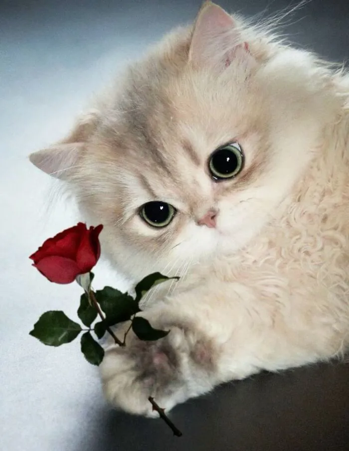 108+ meme mèo tặng hoa đáng yêu khiến bạn 108+ meme mèo tặng hoa đáng yêu khiến bạn
