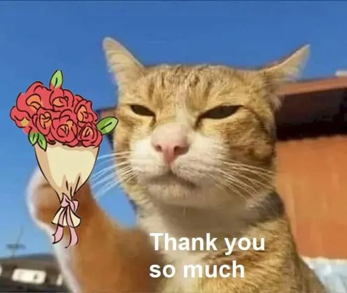 108+ meme mèo tặng hoa đáng yêu khiến bạn 108+ meme mèo tặng hoa đáng yêu khiến bạn