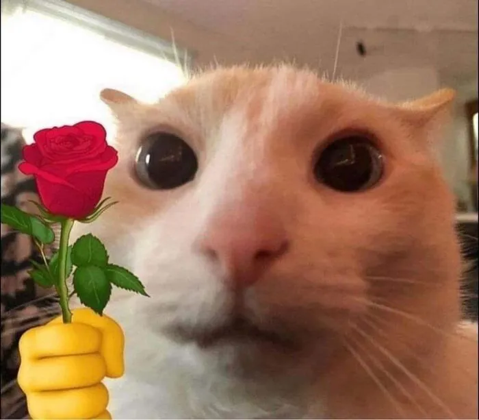 108+ meme mèo tặng hoa đáng yêu khiến bạn 108+ meme mèo tặng hoa đáng yêu khiến bạn