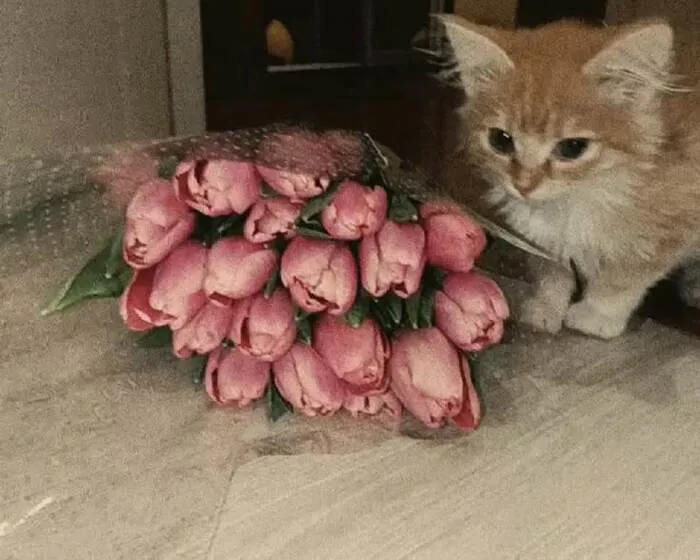 108+ meme mèo tặng hoa đáng yêu khiến bạn 108+ meme mèo tặng hoa đáng yêu khiến bạn