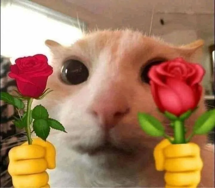 108+ meme mèo tặng hoa đáng yêu khiến bạn 108+ meme mèo tặng hoa đáng yêu khiến bạn