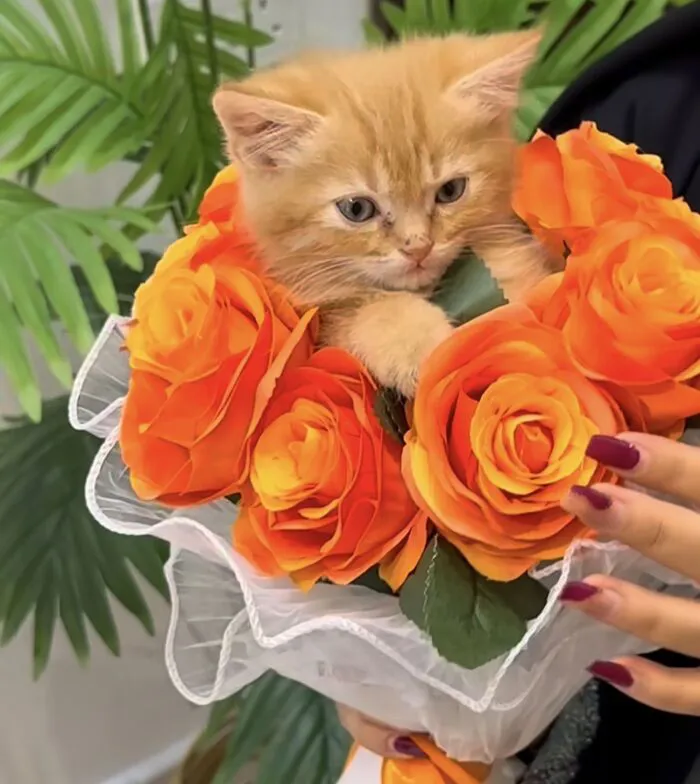 108+ meme mèo tặng hoa đáng yêu khiến bạn 108+ meme mèo tặng hoa đáng yêu khiến bạn