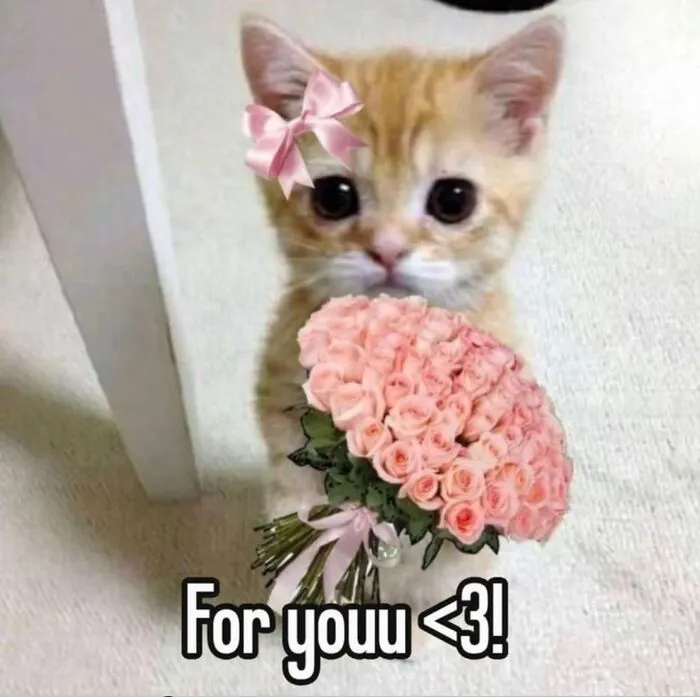 108+ meme mèo tặng hoa đáng yêu khiến bạn 108+ meme mèo tặng hoa đáng yêu khiến bạn