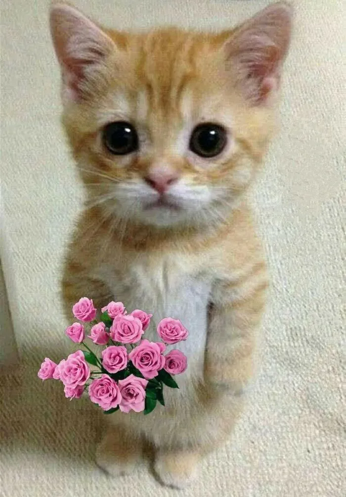 108+ meme mèo tặng hoa đáng yêu khiến bạn 108+ meme mèo tặng hoa đáng yêu khiến bạn