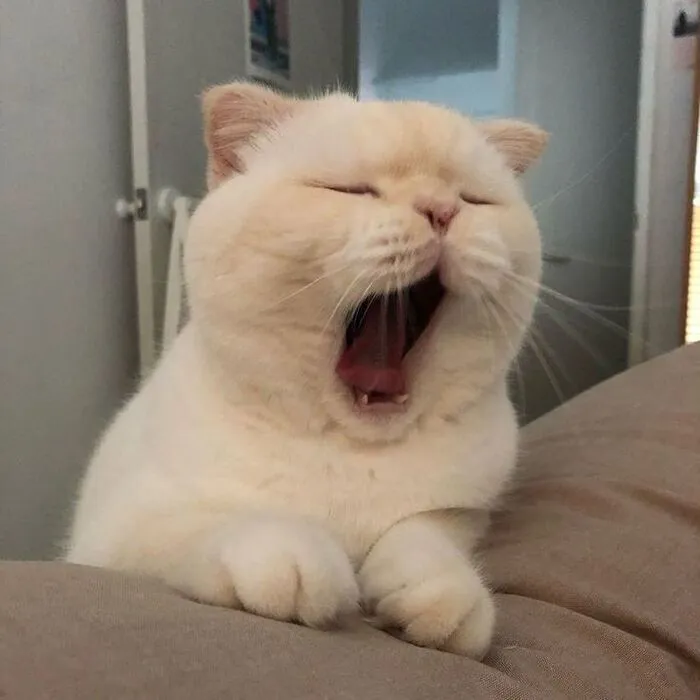 Thư giãn với 123+ meme mèo hài hước nhất mọi thời đại Thư giãn với 123+ meme mèo hài hước nhất mọi thời đại