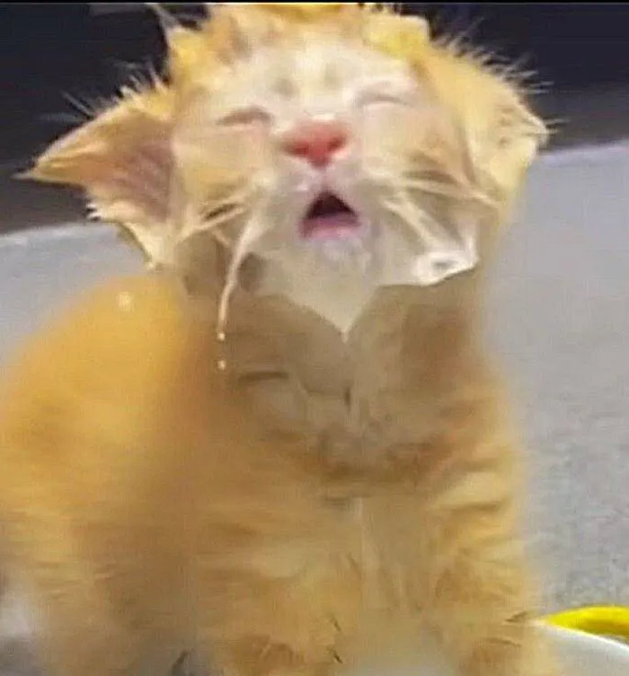 Thư giãn với 123+ meme mèo hài hước nhất mọi thời đại Thư giãn với 123+ meme mèo hài hước nhất mọi thời đại