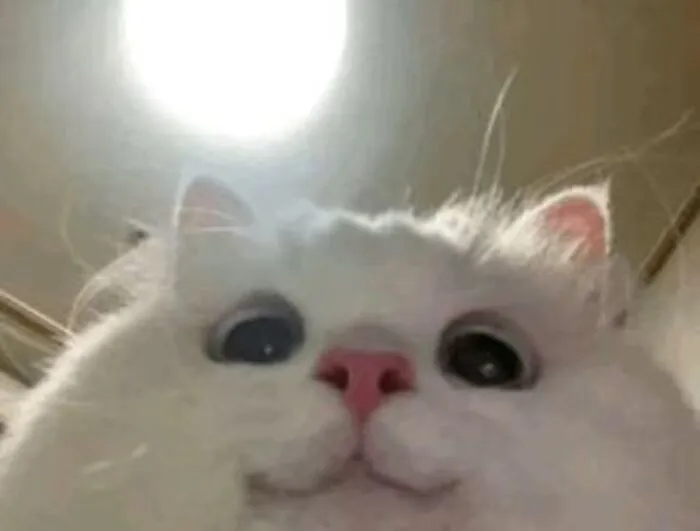 Thư giãn với 123+ meme mèo hài hước nhất mọi thời đại Thư giãn với 123+ meme mèo hài hước nhất mọi thời đại