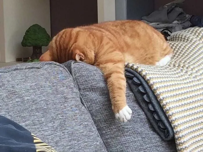 Top 145+ meme mệt mỏi hài hước, cực relatable cho dân văn phòng